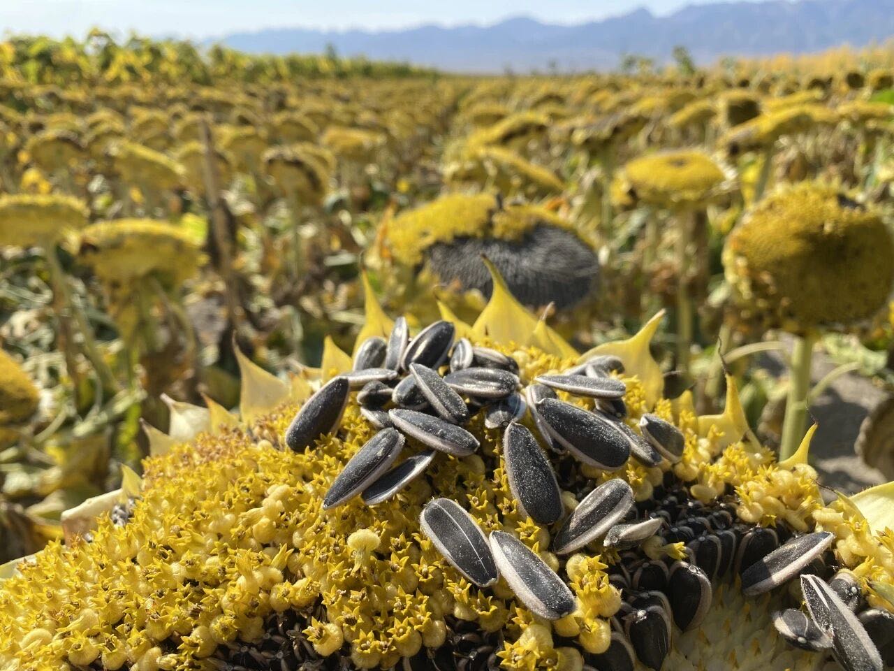 2026年种植食葵从田间管理上如何提高品质