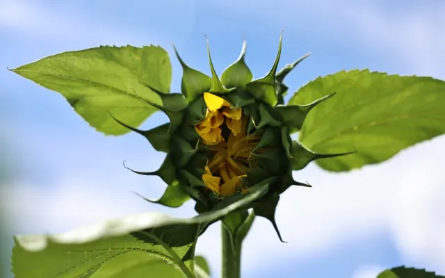 2026年食葵种植攻略：品种选择是关键，这样选稳赚高产！