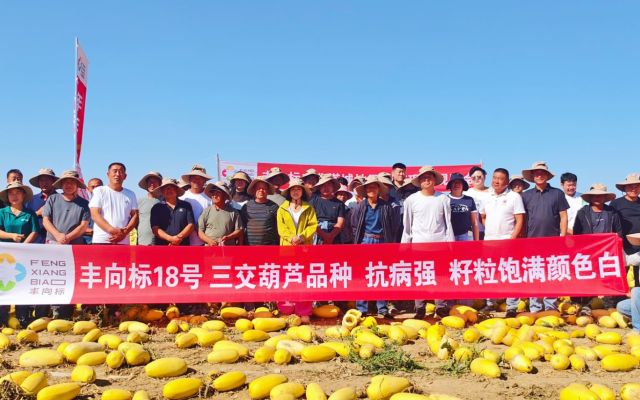 片大饱满抗病强，旱地里照样稳产｜额敏县丰向标18号现场观摩会圆满结束！