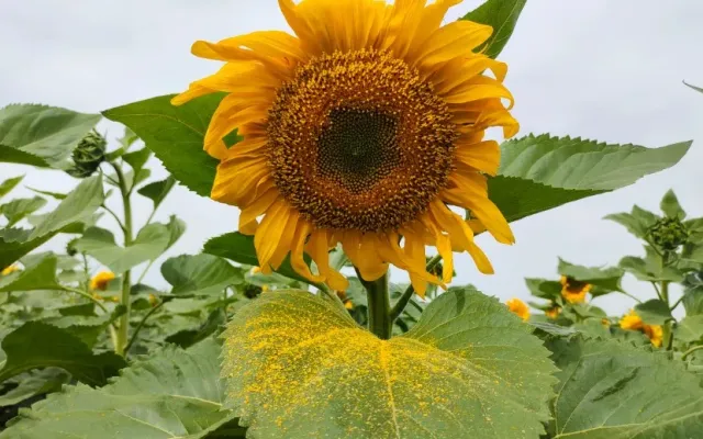 盐碱地对农作物的危害，  及实用缓解方法