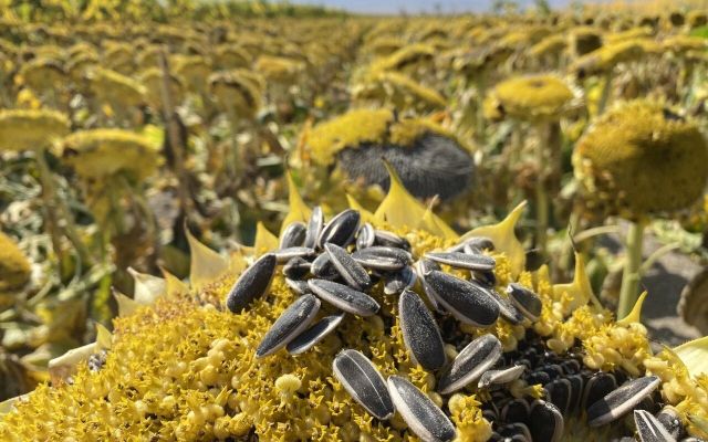 2026年种植食葵从田间管理上如何提高品质