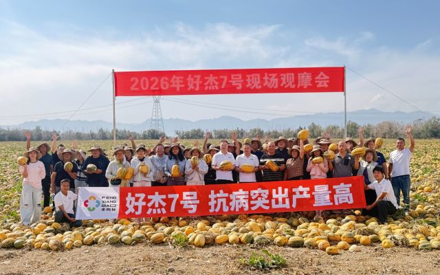 高端升级美人甲 抗病突出产量高|南山好杰7号现场观摩会圆满结束！