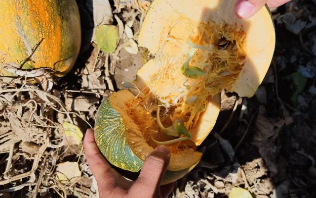 籽用葫芦种腔内发芽怎么办？原因和预防一次说清